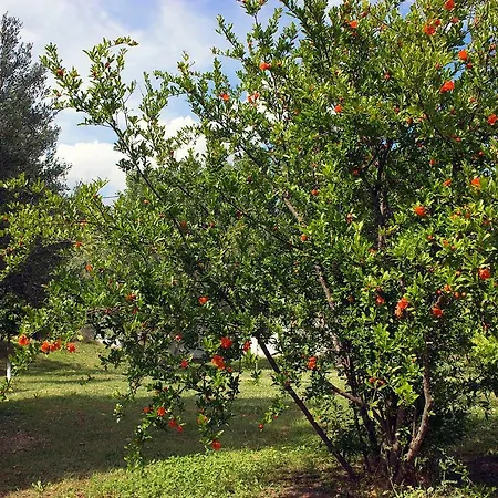 Pomegranate Tree House - Meteora Country house *
