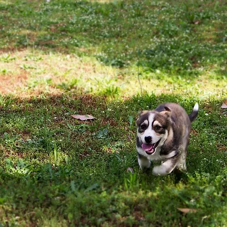Pomegranate Tree House - Meteora