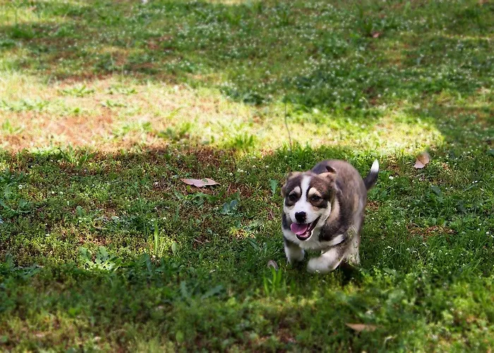 Pomegranate Tree House - Meteora